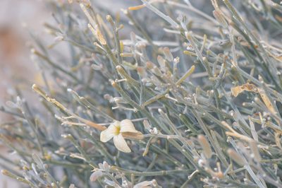 Farsetia longisiliqua, photographed by Morten Ross
