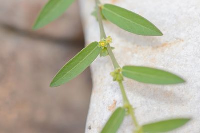 Phyllanthus maderaspatensis, photographed by Morten Ross