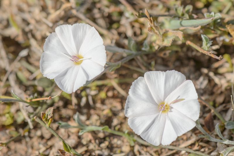 Convolvulus sarmentosus, photographed by Morten Ross