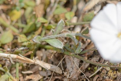 Convolvulus sarmentosus, photographed by Morten Ross