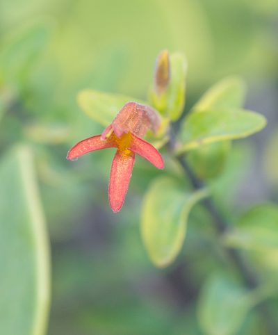 Ballochia atrovirgata, photographed by Morten Ross
