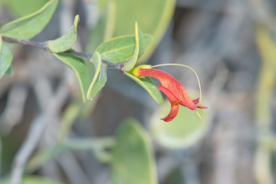 Ballochia atrovirgata