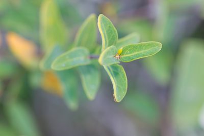 Ballochia atrovirgata, photographed by Morten Ross