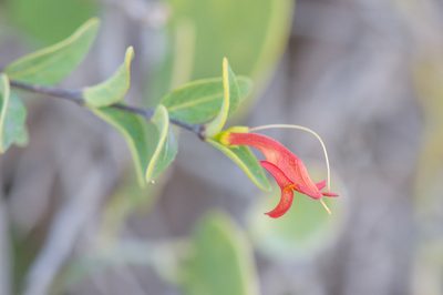 Ballochia atrovirgata, photographed by Morten Ross