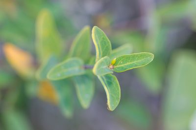 Ballochia atrovirgata, photographed by Morten Ross