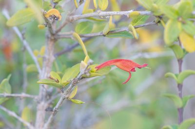 Ballochia atrovirgata, photographed by Morten Ross