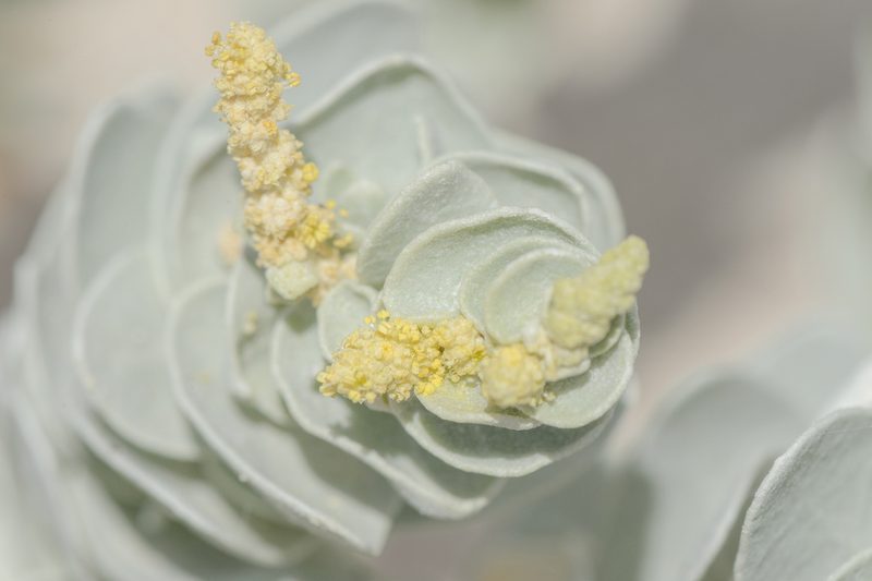 Atriplex farinosa, photographed by Morten Ross