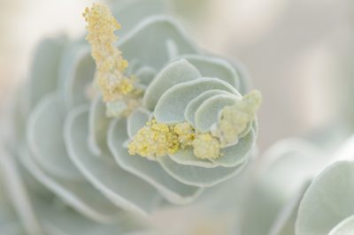 Atriplex farinosa, photographed by Morten Ross