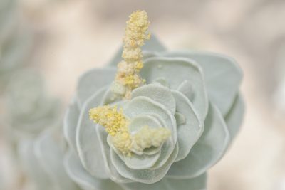 Atriplex farinosa, photographed by Morten Ross