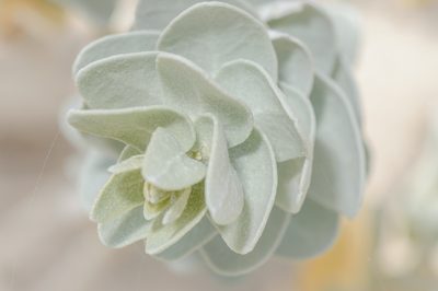 Atriplex farinosa, photographed by Morten Ross