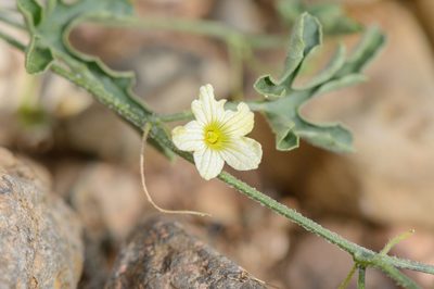 Cucumis prophetarum, photographed by Morten Ross