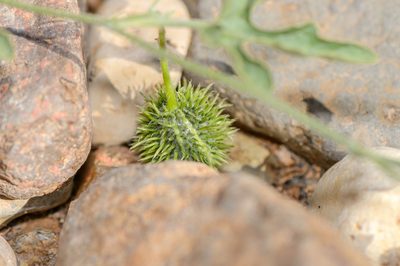 Cucumis prophetarum, photographed by Morten Ross