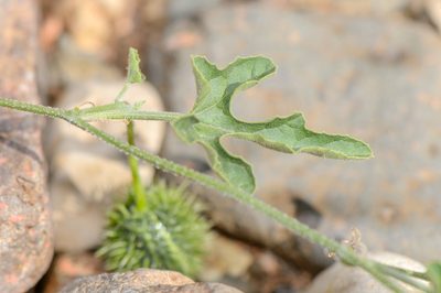 Cucumis prophetarum, photographed by Morten Ross