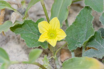 Cucumis prophetarum, photographed by Morten Ross