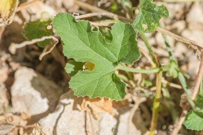 Cucumis prophetarum, photographed by Morten Ross
