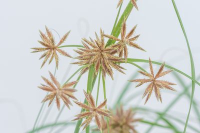 Cyperus conglomeratus, photographed by Morten Ross