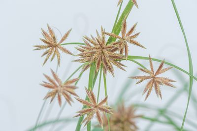 Cyperus conglomeratus, photographed by Morten Ross