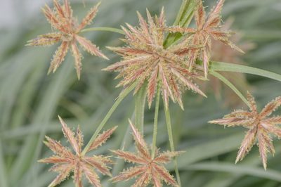 Cyperus conglomeratus, photographed by Morten Ross