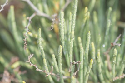 Limonium sokotranum, photographed by Morten Ross