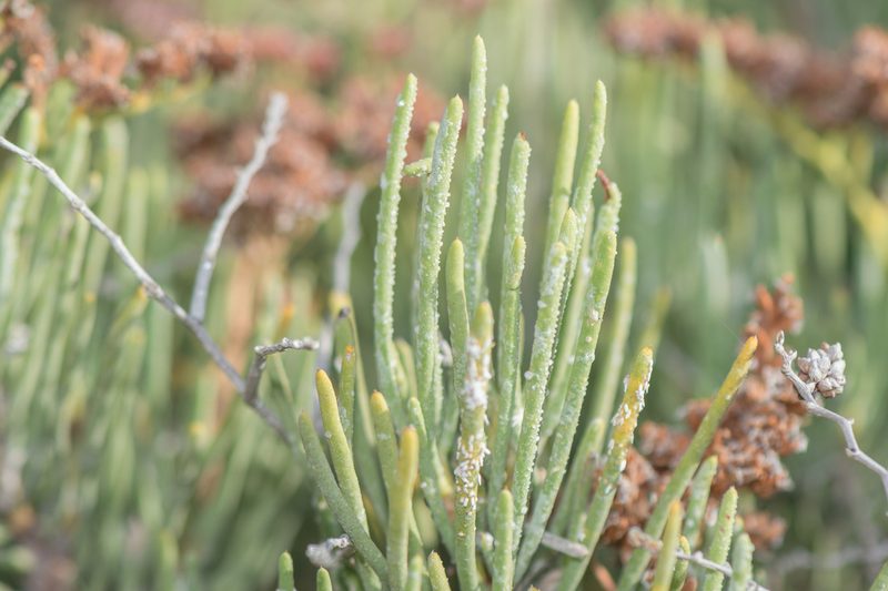 Limonium sokotranum, photographed by Morten Ross