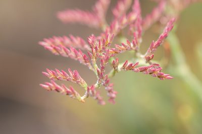 Limonium sokotranum, photographed by Morten Ross