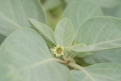 Withania riebeckii, photographed by Morten Ross