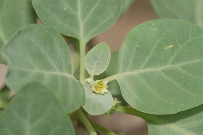 Withania riebeckii, photographed by Morten Ross