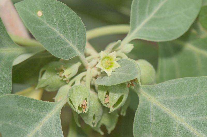 Withania riebeckii, photographed by Morten Ross