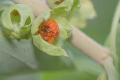 Withania riebeckii, photographed by Morten Ross