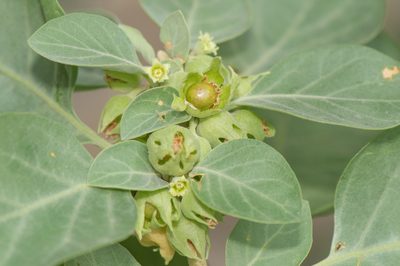 Withania riebeckii, photographed by Morten Ross