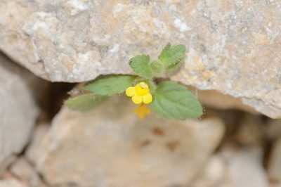 Lindenbergia sokotrana, photographed by Morten Ross