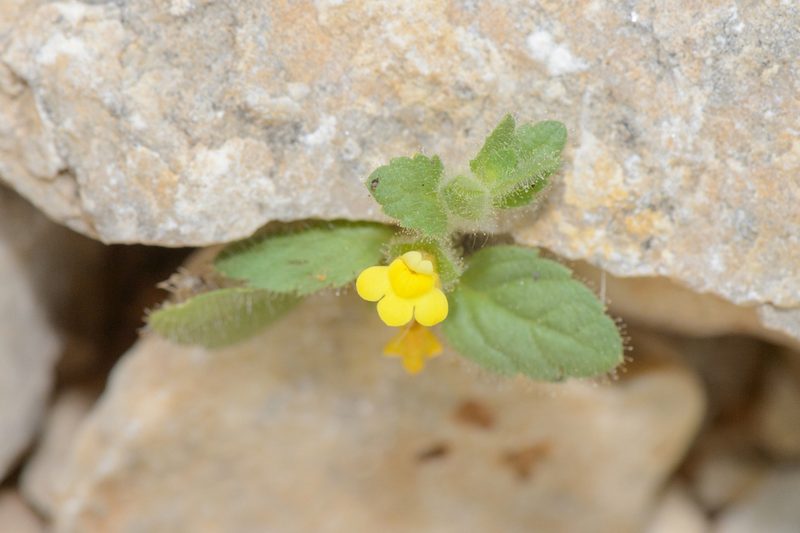 Lindenbergia sokotrana, photographed by Morten Ross