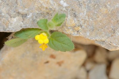 Lindenbergia sokotrana, photographed by Morten Ross