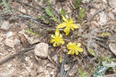 Corchorus erodioides, photographed by Morten Ross