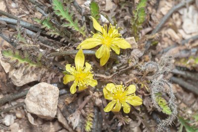 Corchorus erodioides, photographed by Morten Ross
