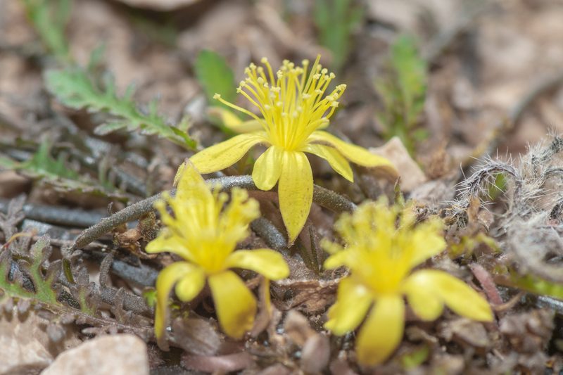 Corchorus erodioides, photographed by Morten Ross