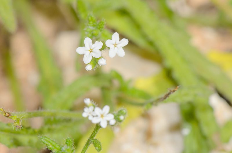 Heliotropium dentatum, photographed by Morten Ross
