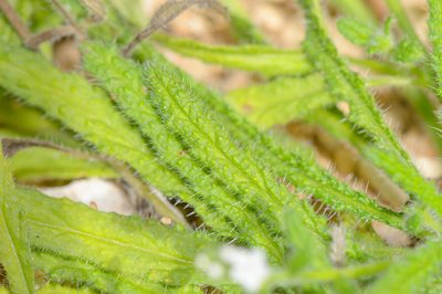 Heliotropium dentatum, photographed by Morten Ross