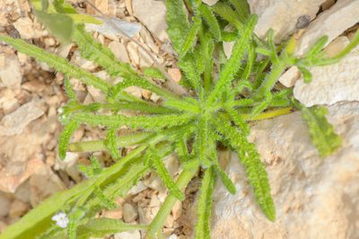 Heliotropium dentatum, photographed by Morten Ross