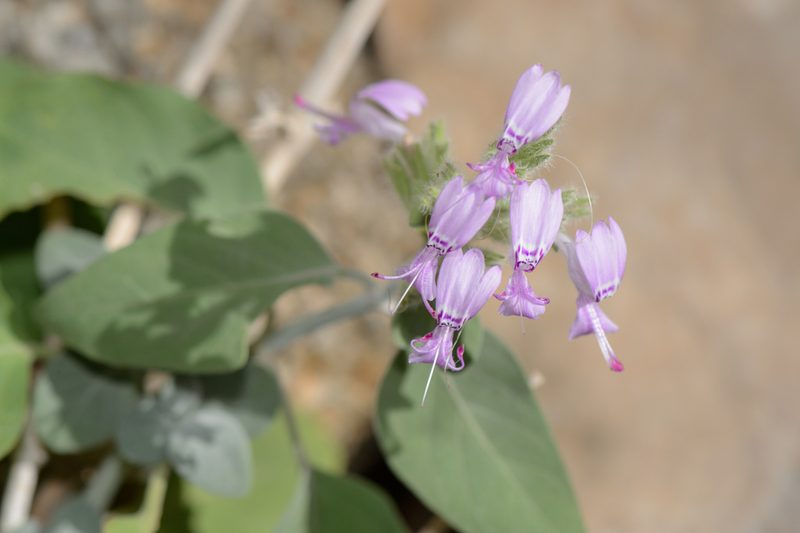 Hypoestes pubescens, photographed by Morten Ross