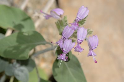 Hypoestes pubescens, photographed by Morten Ross