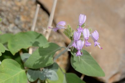 Hypoestes pubescens, photographed by Morten Ross