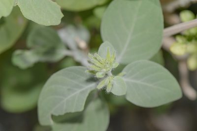Hypoestes pubescens, photographed by Morten Ross