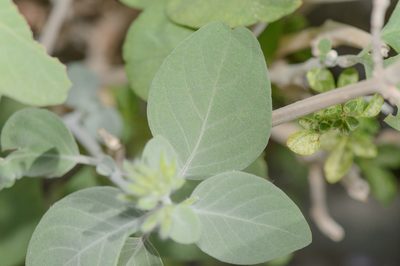 Hypoestes pubescens, photographed by Morten Ross