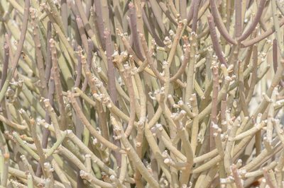 Euphorbia schimperi, photographed by Morten Ross
