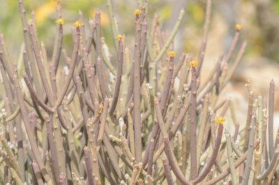 Euphorbia schimperi, photographed by Morten Ross
