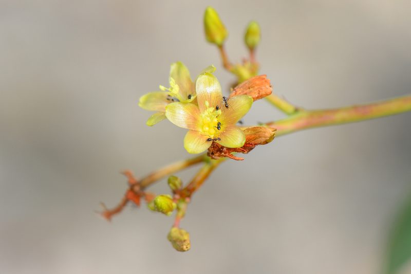 Jatropha unicostata, photographed by Morten Ross