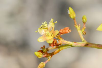 Jatropha unicostata, photographed by Morten Ross