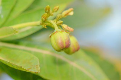 Jatropha unicostata, photographed by Morten Ross