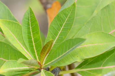 Jatropha unicostata, photographed by Morten Ross